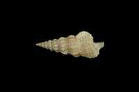 藏品(黃蟹守螺)的圖片